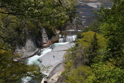 High angle view of river amidst trees in forest