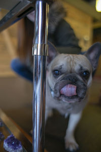 Close-up portrait of dog with his tongue out