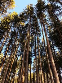 Low angle view of  trees in forest