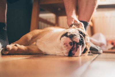 Dog sleeping on floor at home