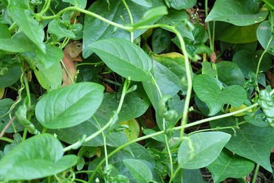 High angle view of plants growing on field