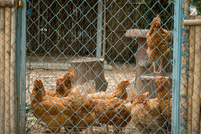 View of birds in cage