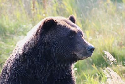 Close-up of horse looking away