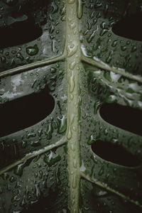 Full frame shot of raindrops on plant