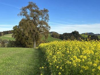 Scenic view of oilseed rape field against sky