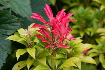 Close-up of red flowering plant leaves