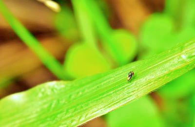 Close-up of insect on green leaf