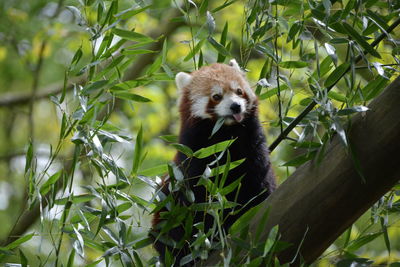 Red panda on branch