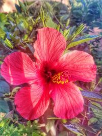 Close-up of flower blooming outdoors