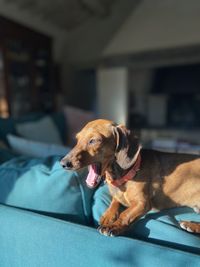 Dog relaxing at home