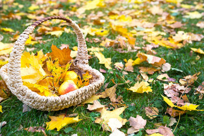 Close-up of yellow autumn leaves in basket