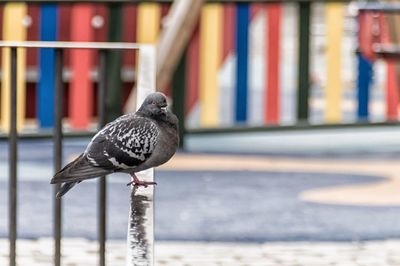 Close-up of pigeon perching on table