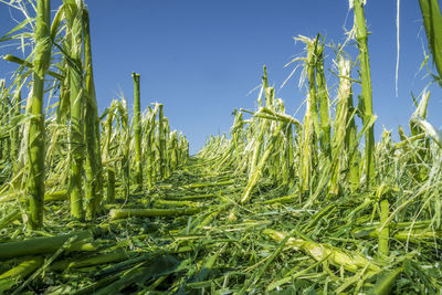 Crops growing on field against clear blue sky