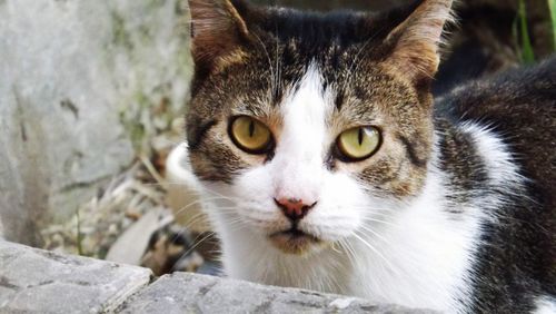 Close-up portrait of cat