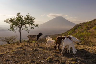 Horses in a field