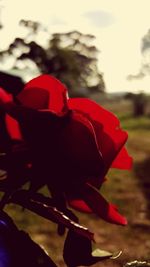 Close-up of red object