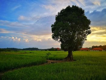 Tree on field against sky during sunset