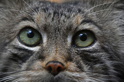 Close-up portrait of cat