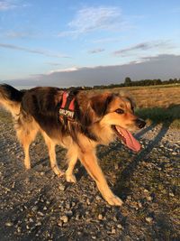 Dog on dirt road against sky