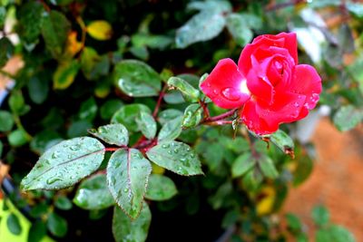 Close-up of wet red rose blooming outdoors