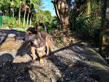 View of a dog in the forest