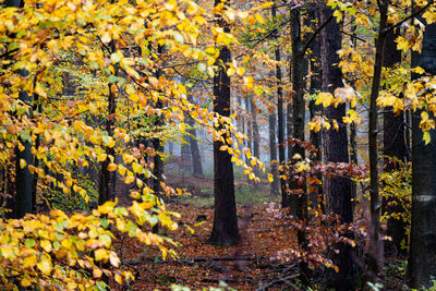 Yellow flowering trees in forest during autumn