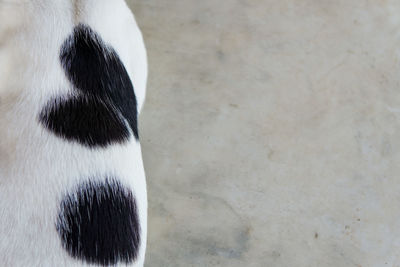 High angle view of a horse