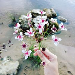 Cropped image of woman hand holding pink flowers at beach