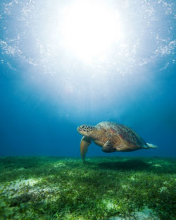 View of turtle swimming in sea