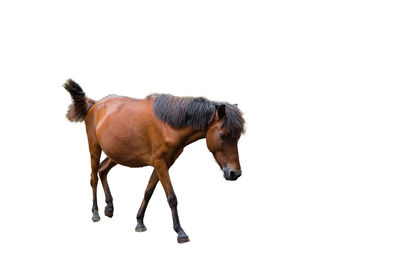 Side view of horse against white background