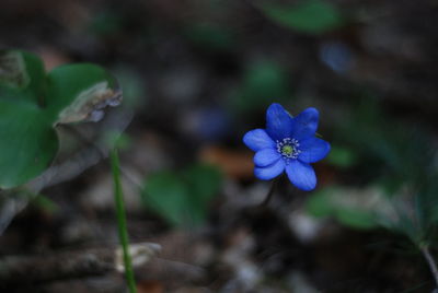 Close-up of purple flowering plant