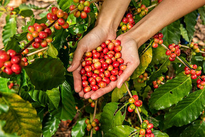 Midsection of red berries growing on plant