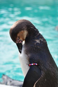 Close-up of penguin at zoo