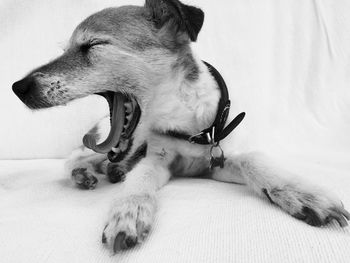 Close-up of dog yawning while lying on bed