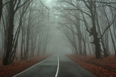 Road between trees in the misty forest