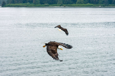 View of bird flying