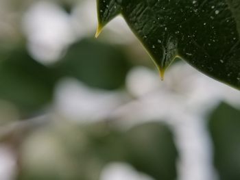 Close-up of water drops on leaf