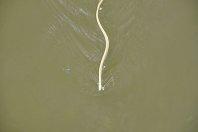 High angle view of turtle swimming in sea