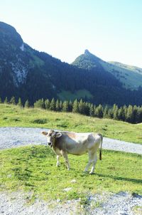 View of a sheep on landscape