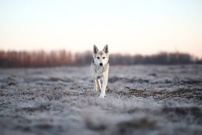 Portrait of dog running on land