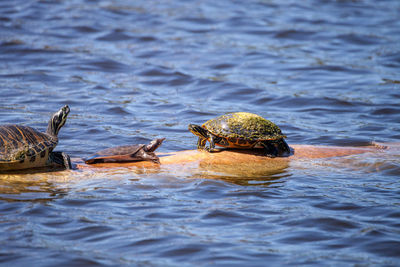 Softshell turtle apalone ferox sits on a log with a florida red bellied turtle pseudemys nelsoni 