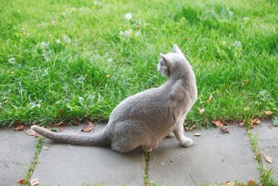 Duck sitting on grass