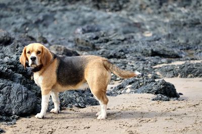 Dog standing on beach