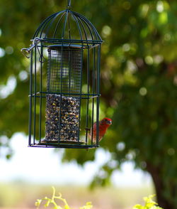 Close-up of bird perching on feeder