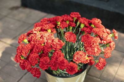 Red flowers in bucket. cloves in bucket of water. cut flowers.