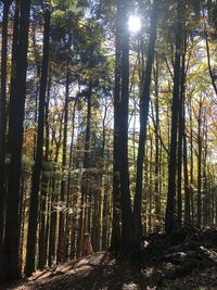 Trees in forest