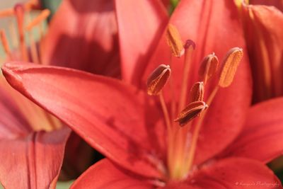 Close-up of pink flower