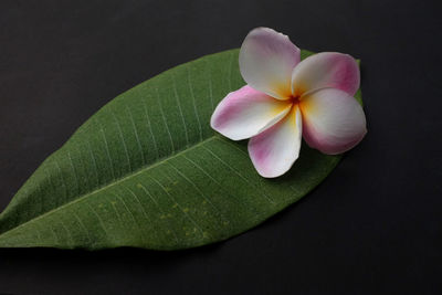 Top view fresh pink plumeria flower isolated with a black background