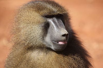 Close-up portrait of a monkey