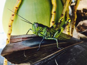 Close-up of caterpillar on leaf